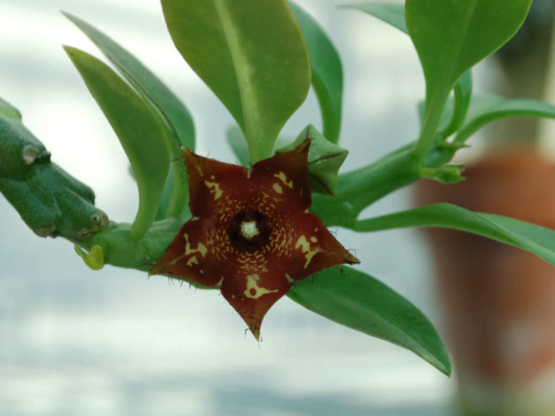 Boucerosia frerei (Indian Frerea) aka Frerea indica or Ceropegia frerei