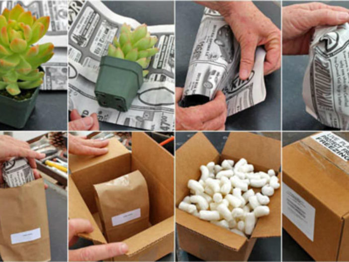 How to Send Succulent Plants by Mail