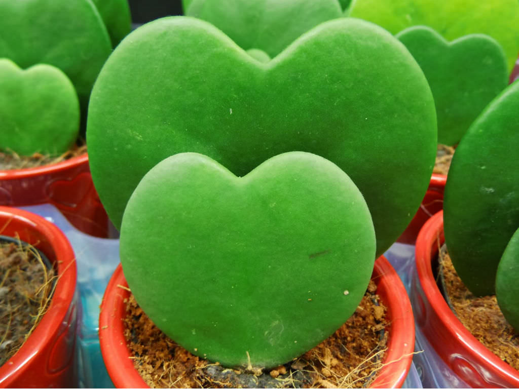 Hoya heart outlet plant