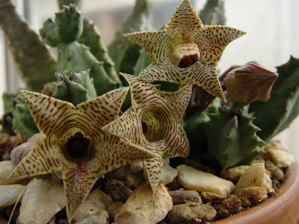 Huernia transvaalensis