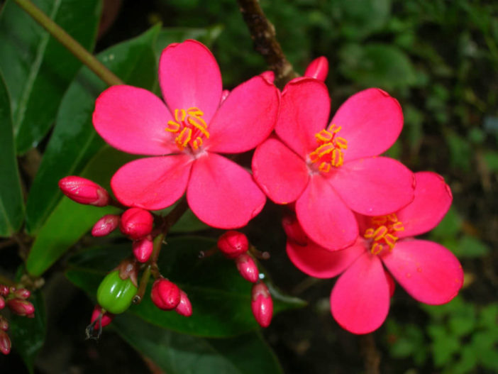 Jatropha integerrima (Peregrina) - World of Succulents