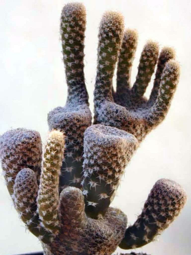 Maihueniopsis clavarioides Dead Man's Fingers World of