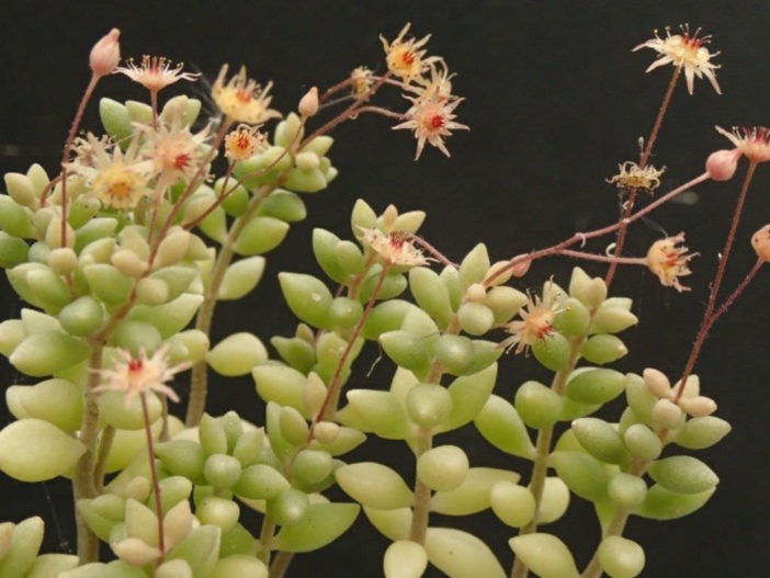 Monanthes laxiflora