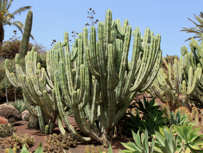  Myrtillocactus geometrizans