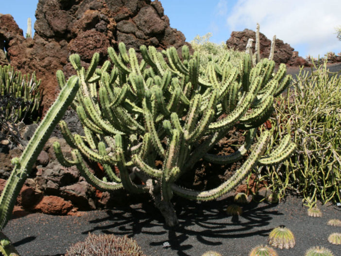 Myrtillocactus geometrizans (Bilberry Cactus)