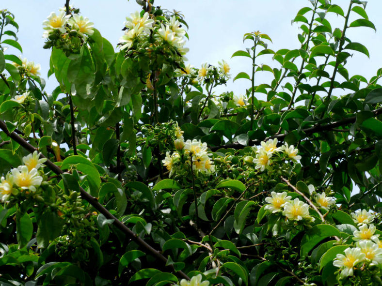 Pereskia aculeata (Barbados Gooseberry)
