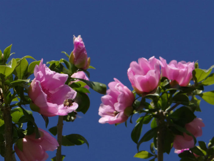 Pereskia quisqueyana - Rose Cactus