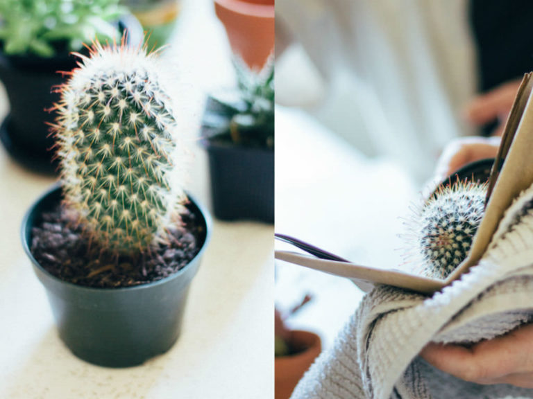 How to Repot a Cactus - World of Succulents