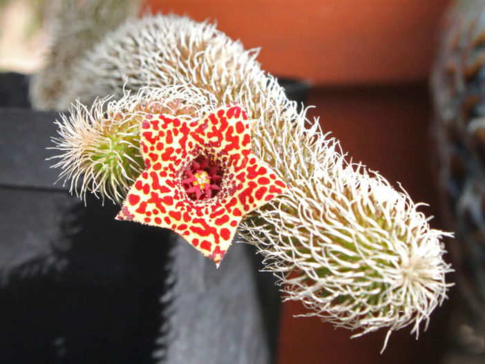 Stapelianthus pilosus