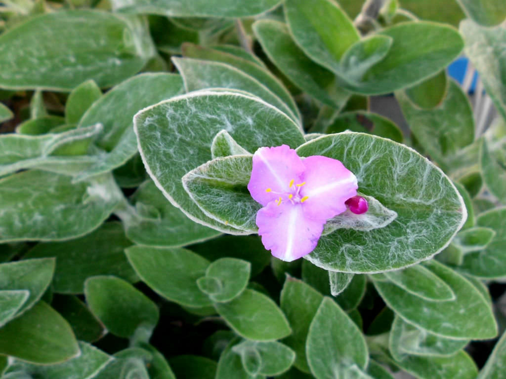 tradescantia