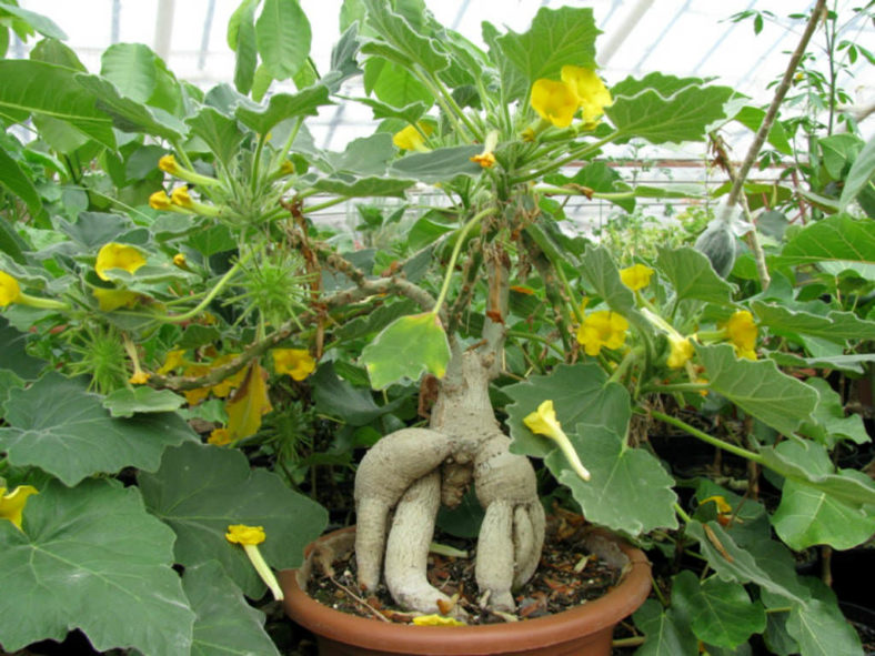 Uncarina roeoesliana