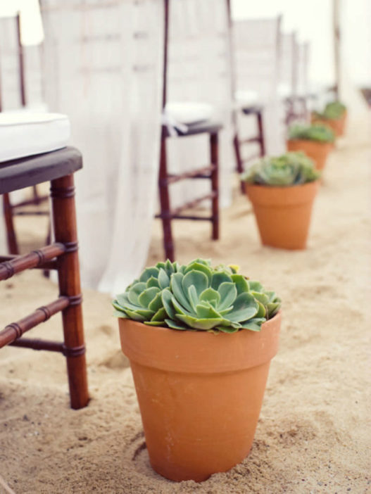 Wedding Succulents