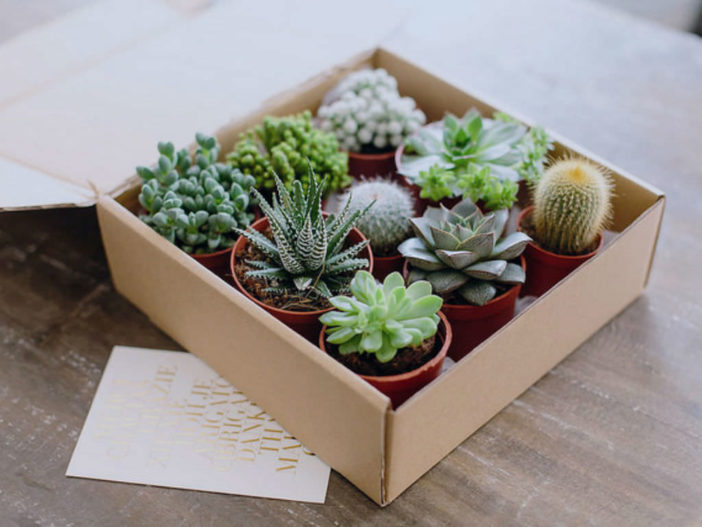 What to Do When You Receive Succulents