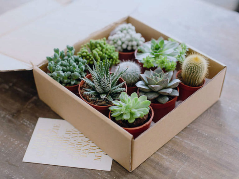 what-to-do-when-you-receive-succulents-from-others-world-of-succulents