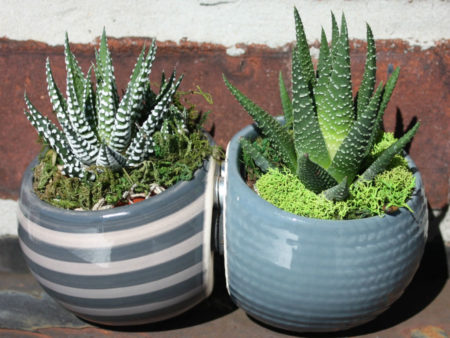 How to Grow and Care for Zebra Plants - World of Succulents