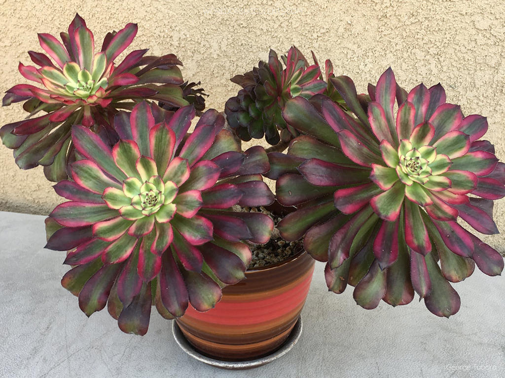 Aeonium 'Mardi Gras'