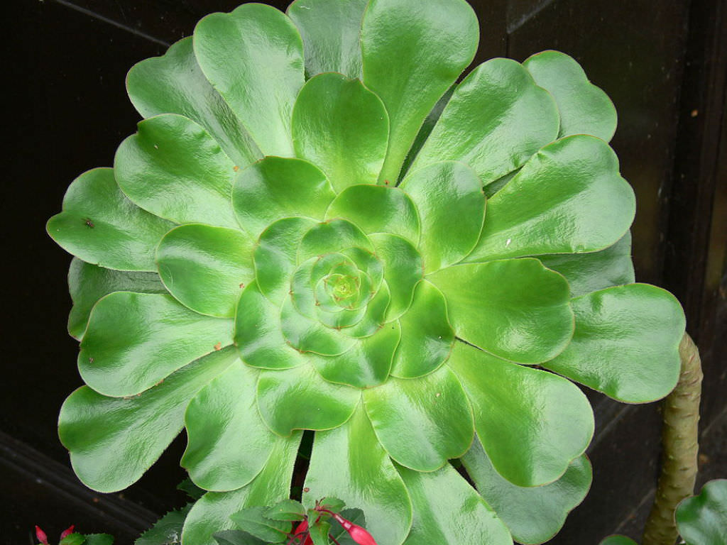 Whispered Types Of Aeonium Secrets