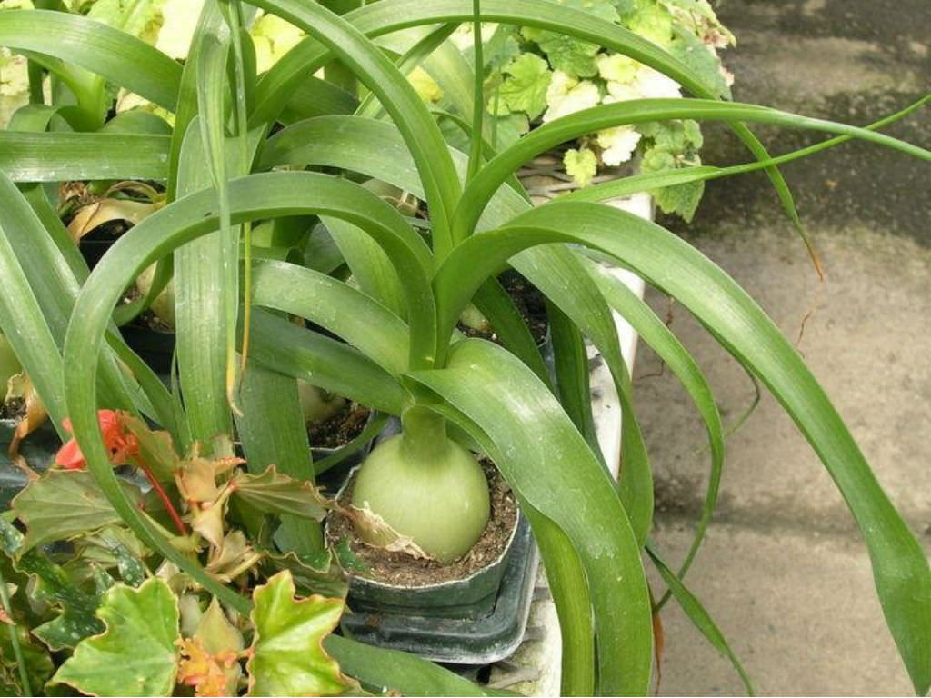 Carpisa, Portadocumenti - Alba Onion