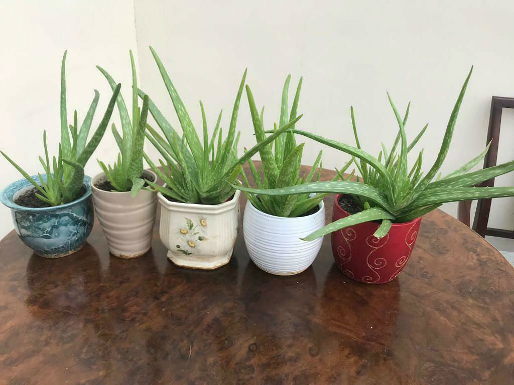 7 Steps to Fix Wilting Aloe - of Succulents