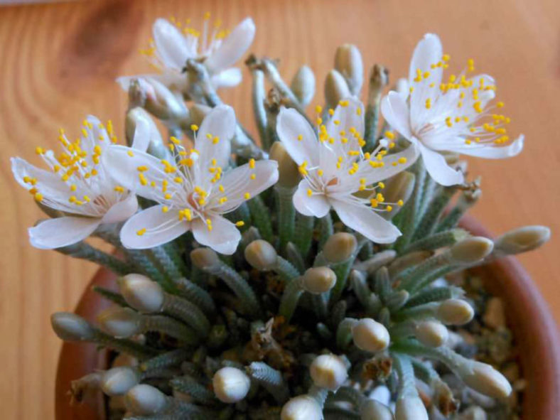 Anacampseros quinaria subsp. alstonii aka Anacampseros alstonii or Avonia quinaria subsp. alstonii