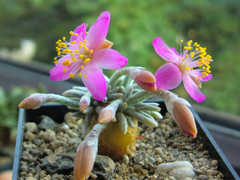 Anacampseros quinaria aka Avonia quinaria