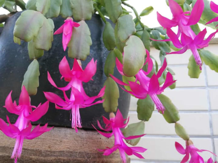 Christmas Cactus Bloom