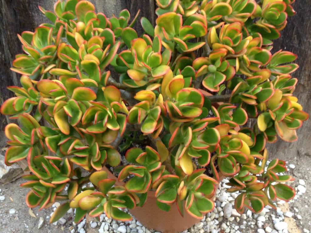 Crassula ovata sunset - Gamm vert