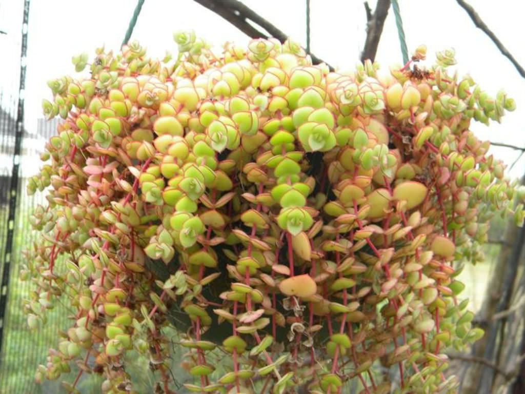 Crassula pellucida - World of Succulents