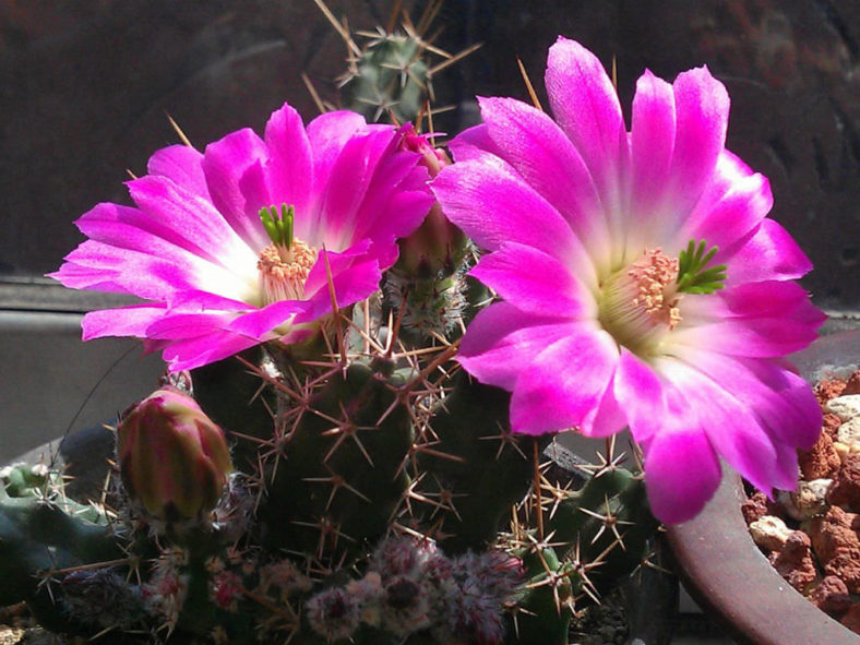 Echinocereus pentalophus (Lady Finger Cactus)