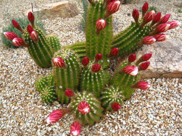 Echinopsis candicans (Argentine Giant) - World of Succulents