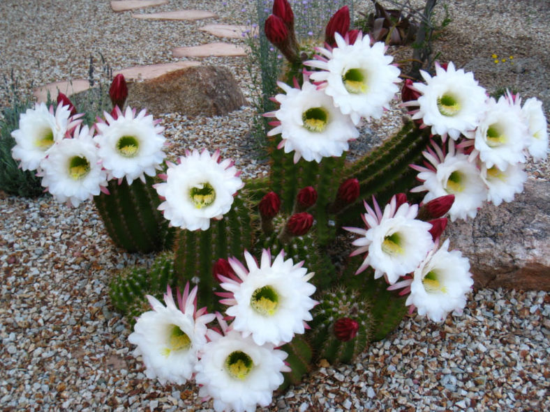 Echinopsis candicans (Argentine Giant)