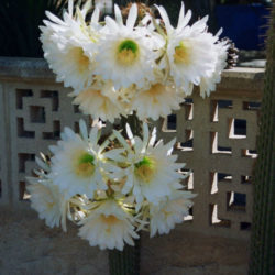 Echinopsis spachiana (Golden Torch) - World of Succulents