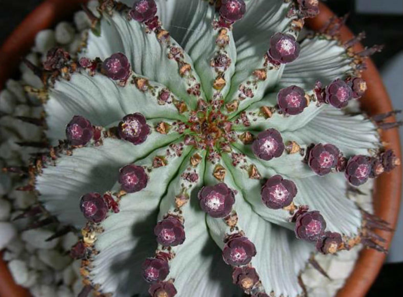 Euphorbia polygona 'Snowflake'