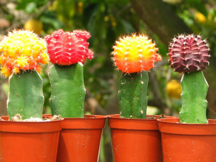 Grafted Cacti