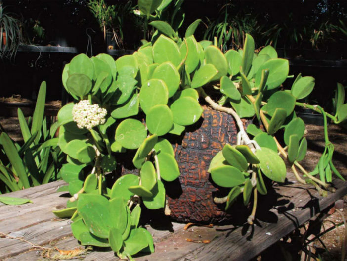 Hoya pachyclada - Wax Plant