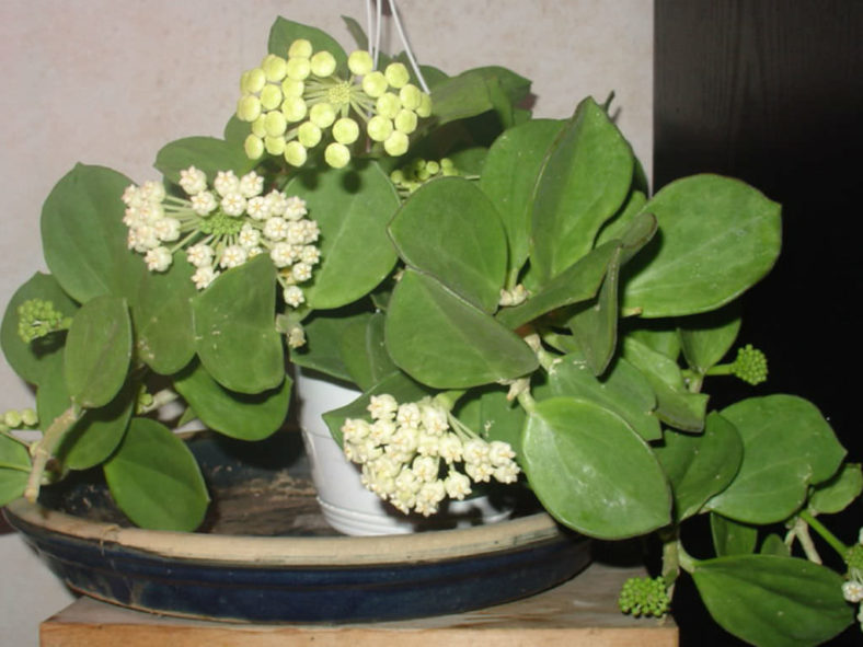 Hoya pachyclada (Wax Plant)