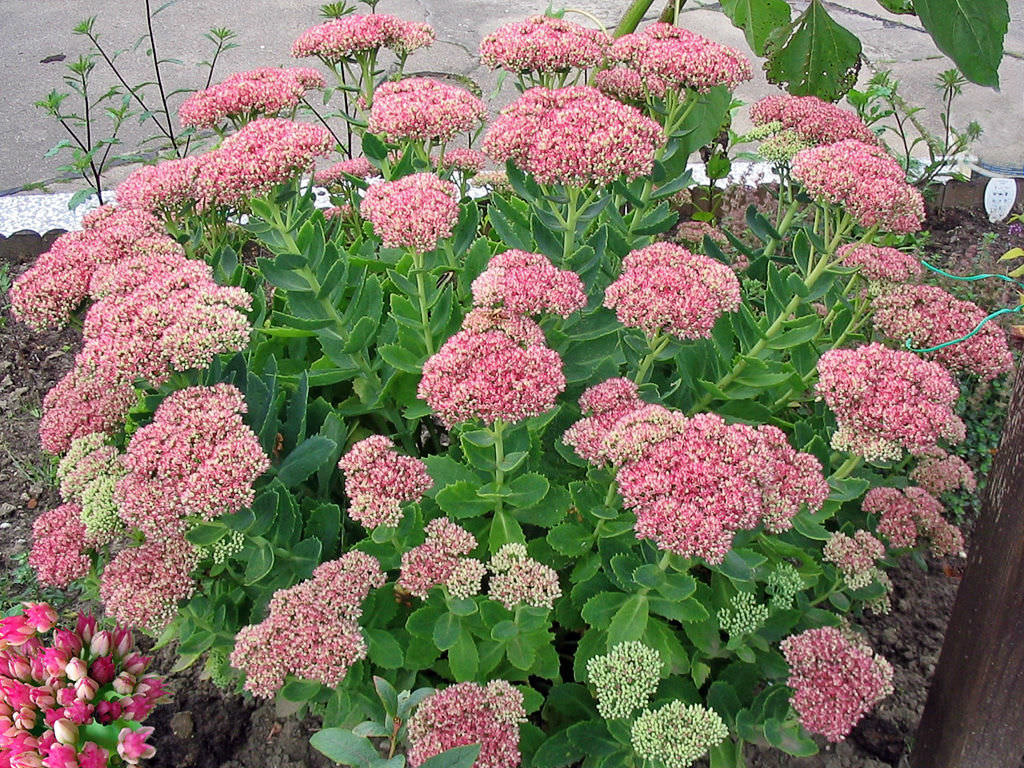 Hylotelephium 'Herbstfreude' aka Sedum 'Herbstfreude', Hylotelephium 'Autumn Joy' or Sedum 'Autumn Joy'