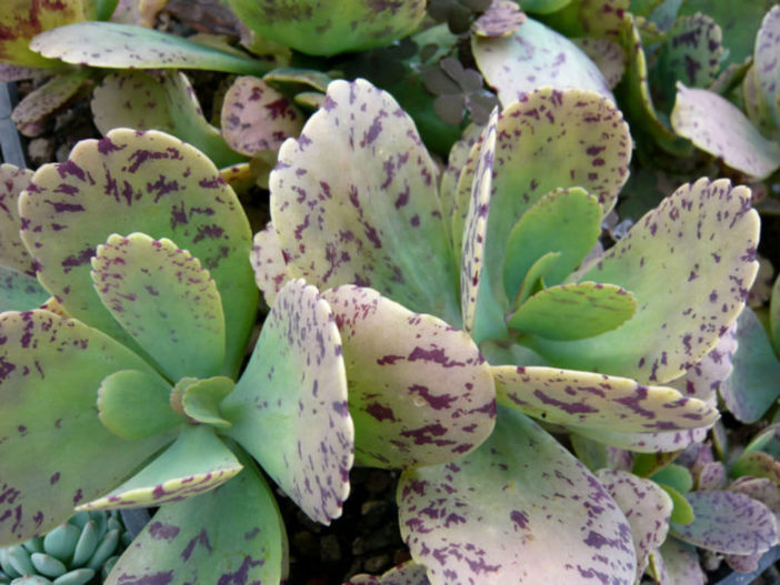 Kalanchoe Marmorata Penwiper Plant World Of Succulents