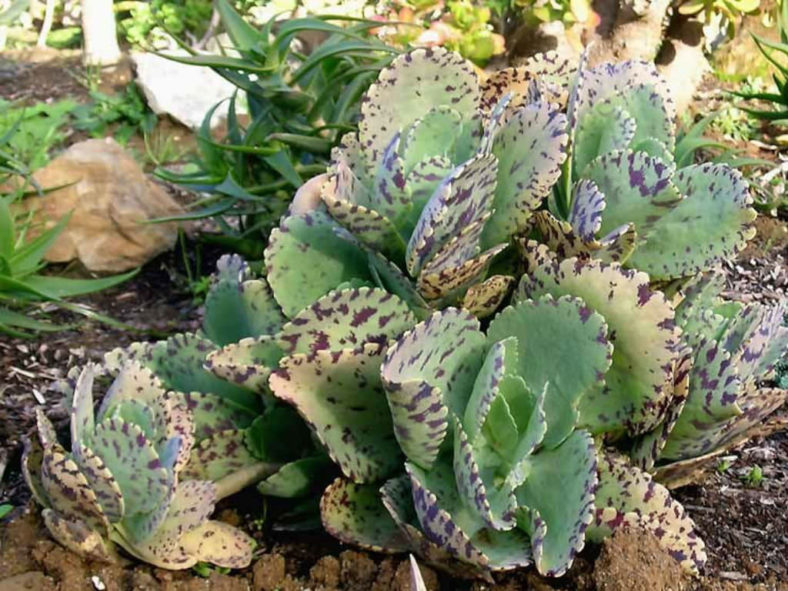 Kalanchoe marmorata (Penwiper Plant)