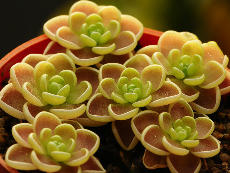 Pinguicula esseriana - Butterwort