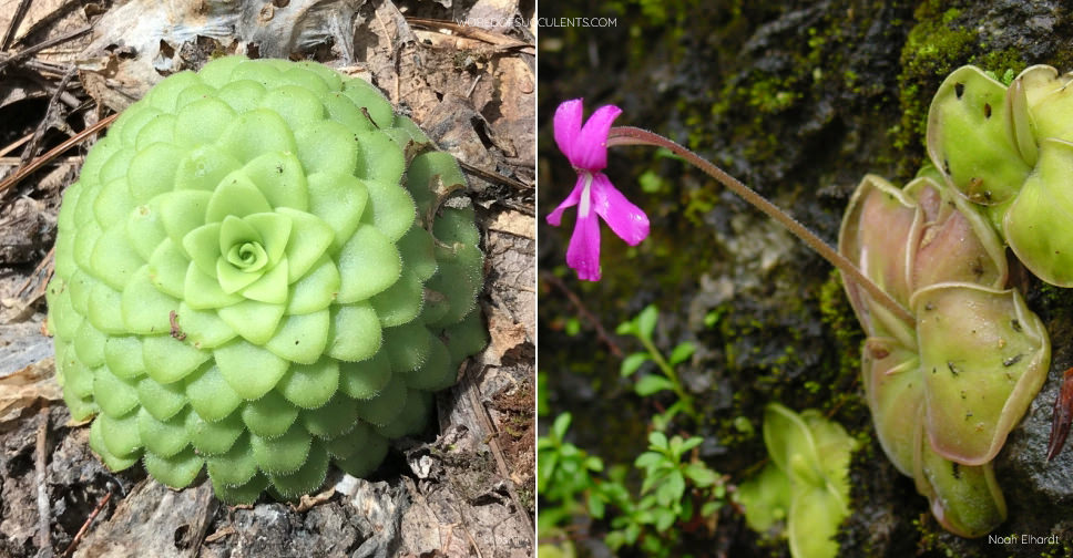 Pinguicula moranensis (Butterwort) World of Succulents