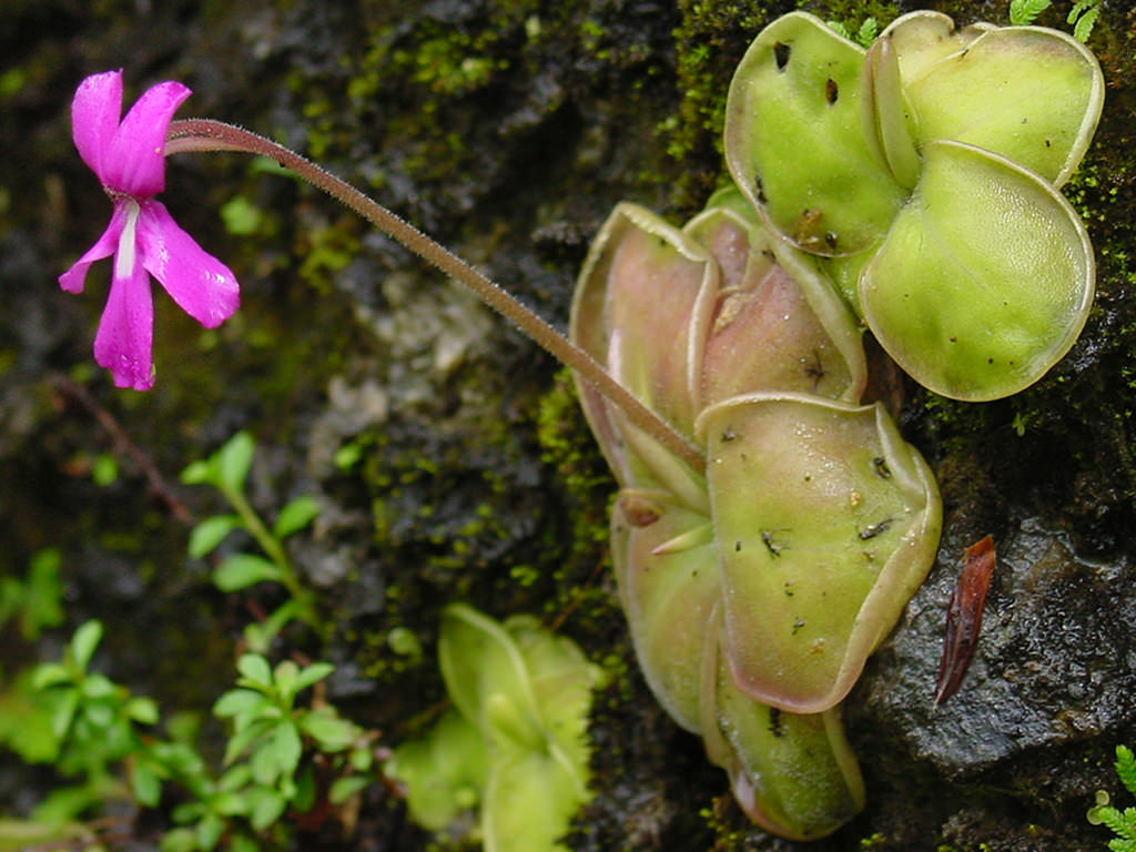 Pinguicula moranensis (Butterwort)