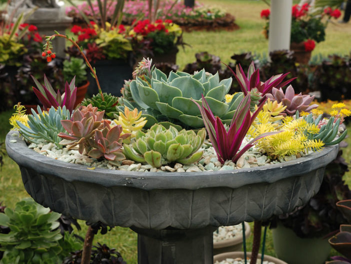 Potted Succulent Gardens World Of Succulents 2194