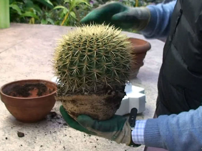 Repot Cactus