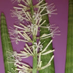 Sansevieria cylindrica-cylindrisk Ormväxt