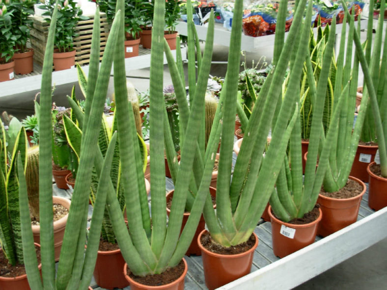 Sansevieria cylindrica (Cylindrical Snake Plant) aka Dracaena angolensis