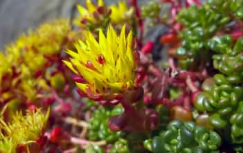 Sedum oreganum (Oregon Stonecrop) Sedum oreganum - Oregon Stonecrop