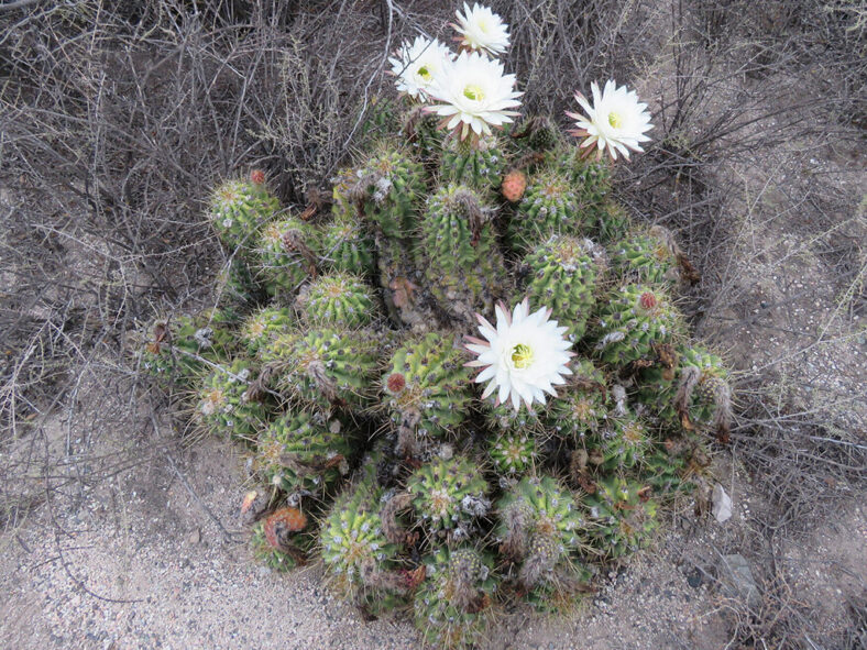 Soehrensia candicans (Argentine Giant) aka Echinopsis candicans or Trichocereus candicans