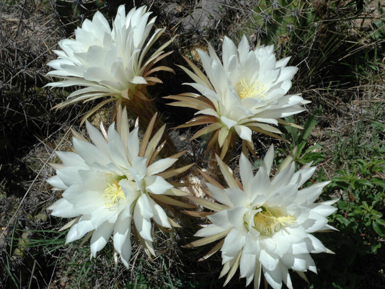 Soehrensia candicans (Argentine Giant) aka Echinopsis candicans or Trichocereus candicans