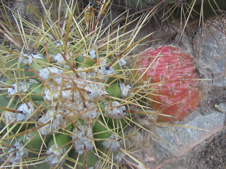 Soehrensia candicans (Argentine Giant) aka Echinopsis candicans or Trichocereus candicans